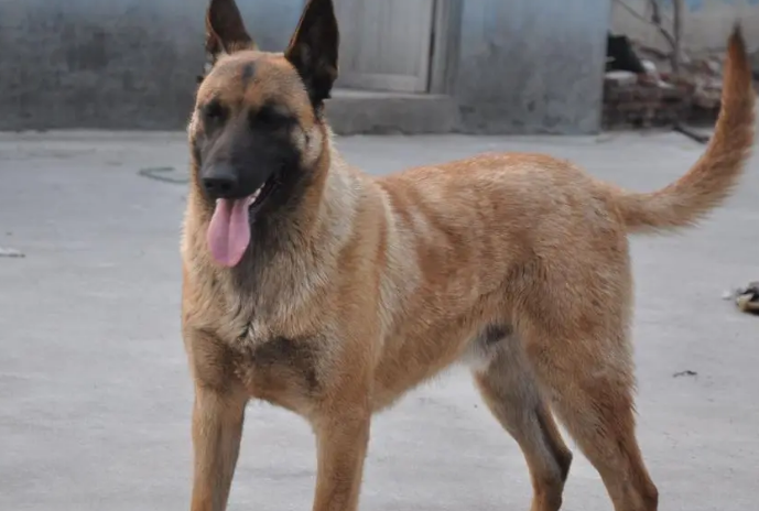 马犬冬天放在室外冷吗?怎么为它保暖? 马犬冬天放在室外冷吗?怎么为它保暖?