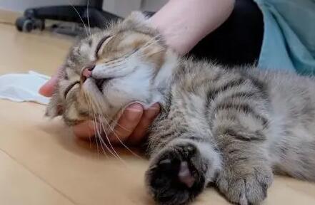 猫咪为什么动不动就哆嗦呢