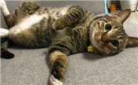 学生党最适合养的猫