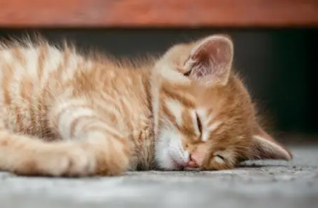 猫咪为什么睡觉时候黏人 猫咪为什么睡觉时候黏人