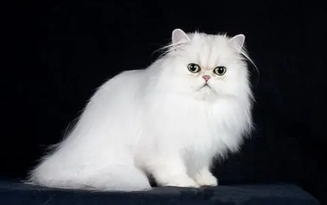 世界十大最贵的猫