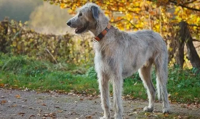 如何训练爱尔兰猎狼犬躺下？试试这几个办法