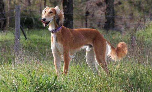 训狗训犬教程:萨路基猎犬怎么修剪指甲? 训狗训犬教程:萨路基猎犬怎么修剪指甲?