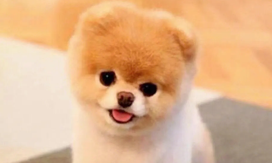 茶杯犬怎么训练跳跃运动？教你几招