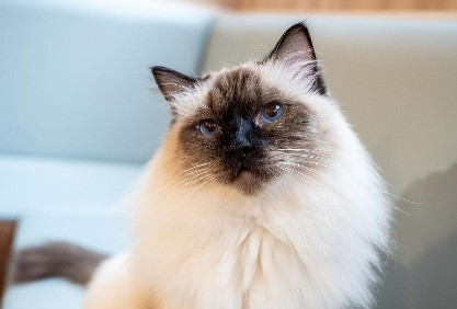 带你了解一下，伯曼猫脑炎怎么治疗？