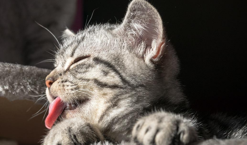 猫咪不理人是怎么回事