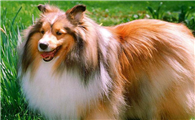 喜乐蒂牧羊犬怎么养？这些养护方法你不要错过。