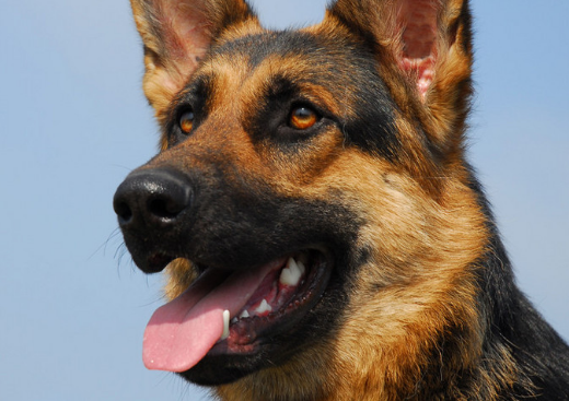 德国牧羊犬如何护理?你知道吗? 德国牧羊犬如何护理?你知道吗?