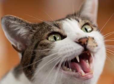 猫咪的叫声为什么刺耳呢怎么回事