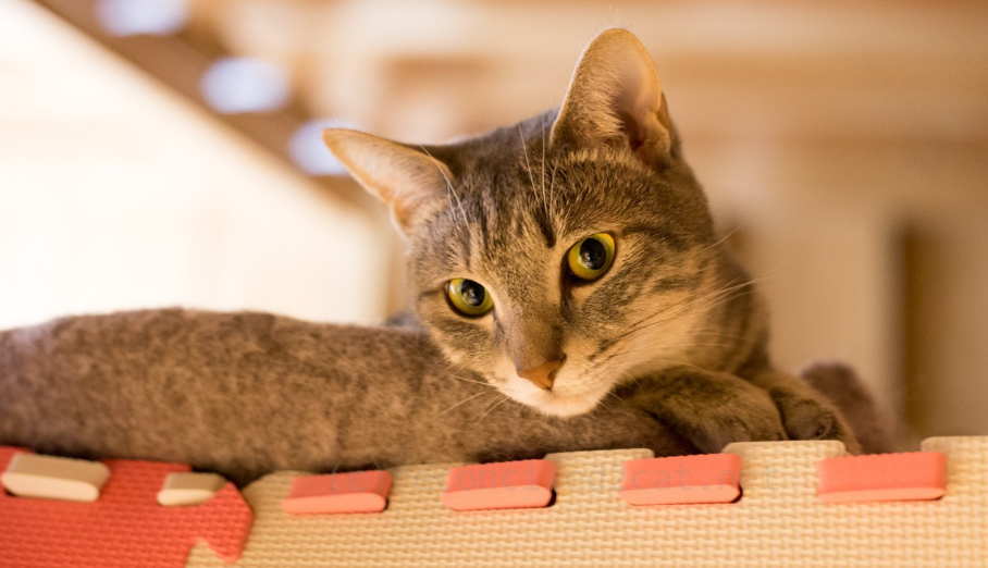 养猫小知识：猫为什么喜欢往高的地方趴着