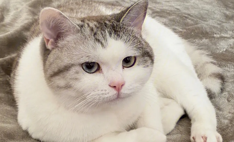 猫咪会对你产生信任吗