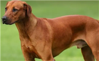 罗得西亚脊背犬好养吗？该怎么养？