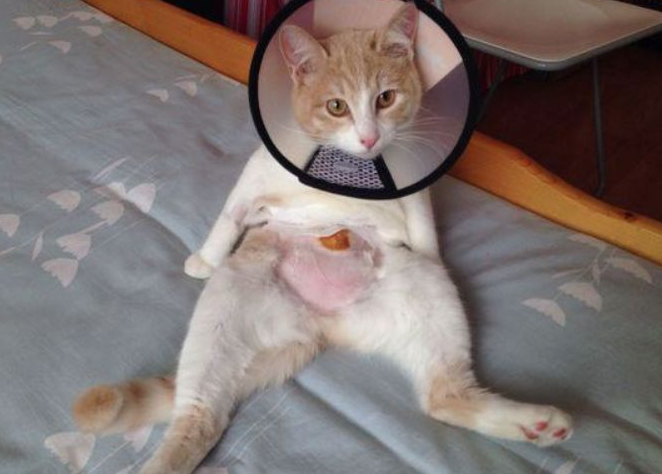 为什么猫咪绝育后怕生人呢