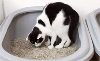 不能当着猫咪的面铲屎