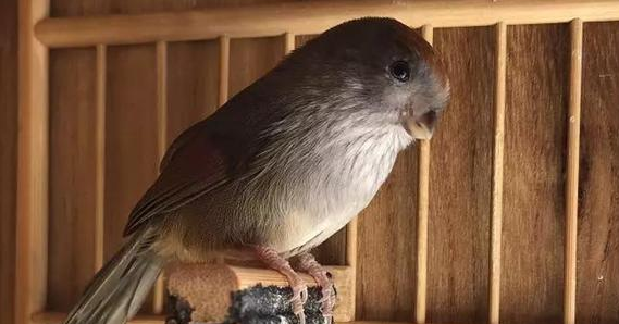 怎样挑选黄豆鸟?看这几个方面就行