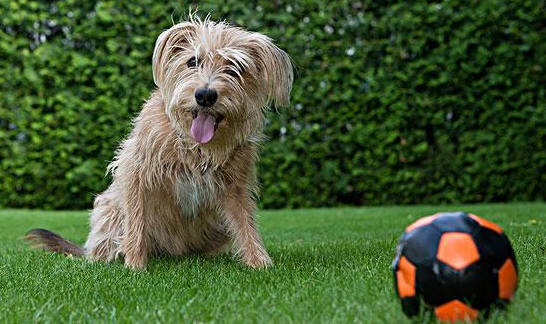 爱尔兰峡谷梗好养吗?来这里了解下吧