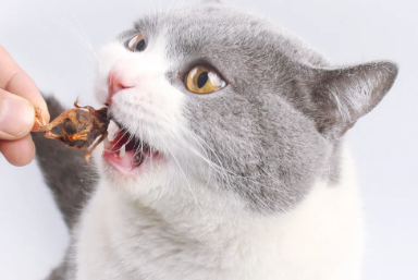 猫咪吃鹌鹑好吗 猫咪吃鹌鹑好吗
