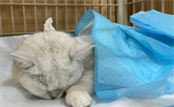 为什么提倡给猫绝育呢