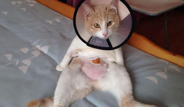 猫咪绝育为什么还会遗精呢