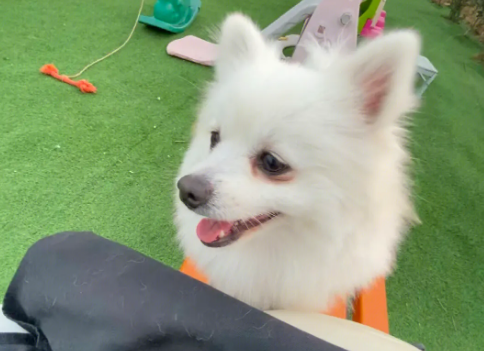 狗狗哪里可以寄养