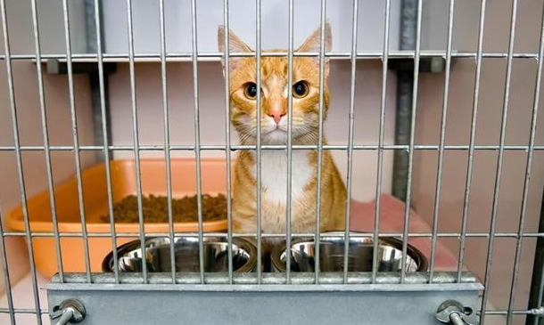 把猫关在笼子会恨你吗