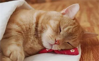 猫咪为什么睡觉不想起床呢