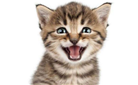 猫的声音为什么听起来嗲