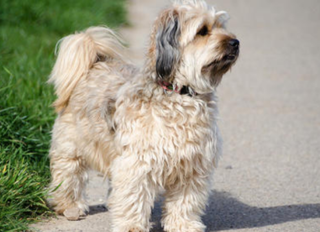 哈瓦那犬怎么驱虫?驱虫方法如下。 哈瓦那犬怎么驱虫?驱虫方法如下。