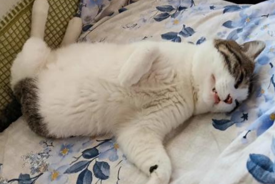 猫咪为什么总抖腿呢怎么回事