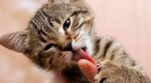 猫咪为什么会舔伤口