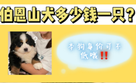 纯种伯恩山犬多少钱一只？你买得起它吗