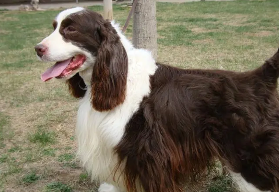 史宾格犬缺点有哪些?新手须知道的知识-宠物网