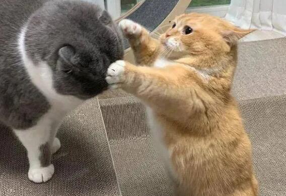 家里猫为什么老打架
