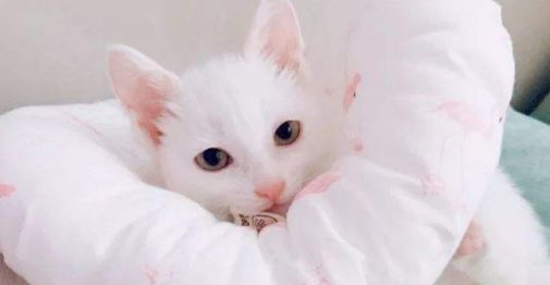 猫咪生活用品