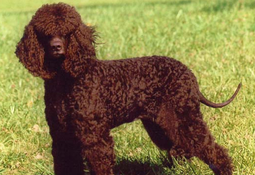 爱尔兰水猎犬怀孕多久生？此处有解答