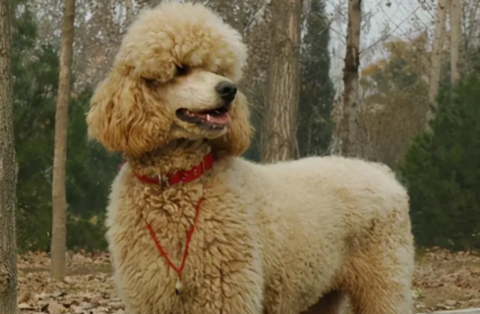 巨型贵宾犬的性格怎么样?适合养吗? 巨型贵宾犬的性格怎么样?适合养吗?