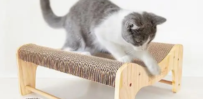 猫咪最喜欢的玩具有哪些