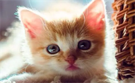 新手适合养几个月大的猫