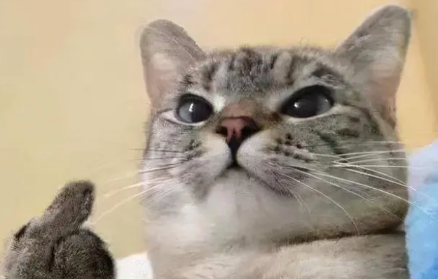 为什么不建议男孩子养猫 为什么不建议男孩子养猫