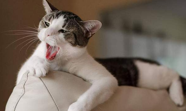 猫咪为什么闻脖子的味道