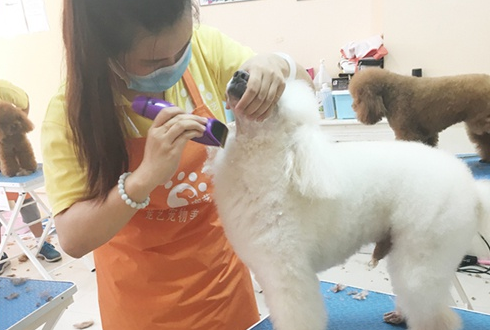 宠物美容师哪里有培训机构