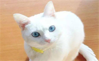 猫咪是什么动物类型