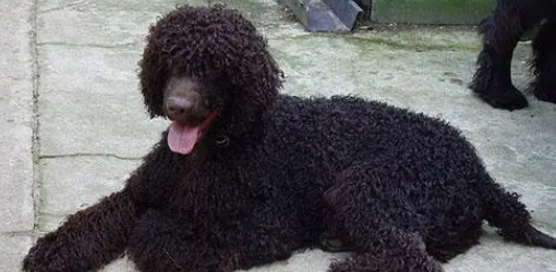 爱尔兰水猎犬发情怎么办？看看你知不知道。
