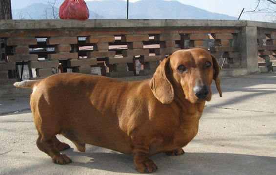腊肠犬能吃苹果吗?一起来看看 腊肠犬能吃苹果吗?一起来看看