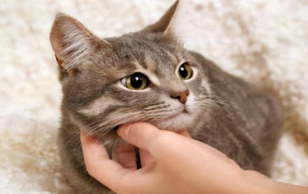 猫咪为什么会性格大变呢怎么回事
