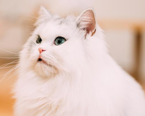 猫咪的毛为什么会蓬松 猫咪的毛为什么会蓬松