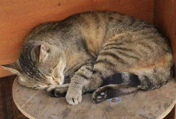 为什么看不到死的流浪猫