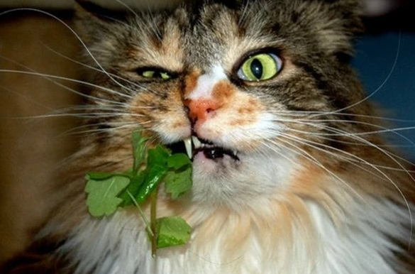 猫咪为什么喜欢薄荷味 猫咪为什么喜欢薄荷味