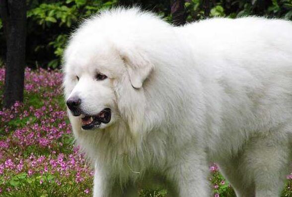 大白熊犬换毛怎么护理？一起来get一下