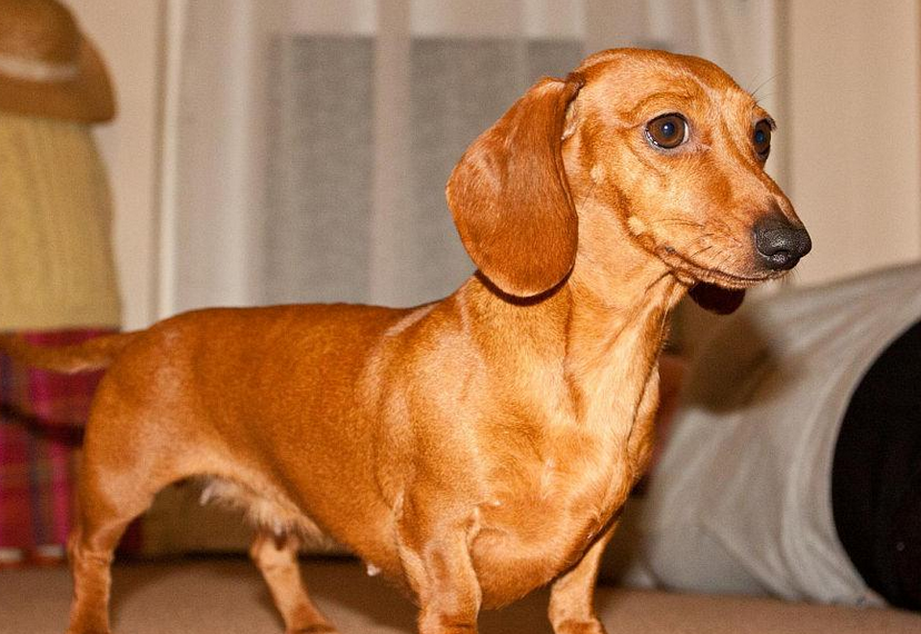 今日分享:腊肠犬养多久才听话 今日分享:腊肠犬养多久才听话